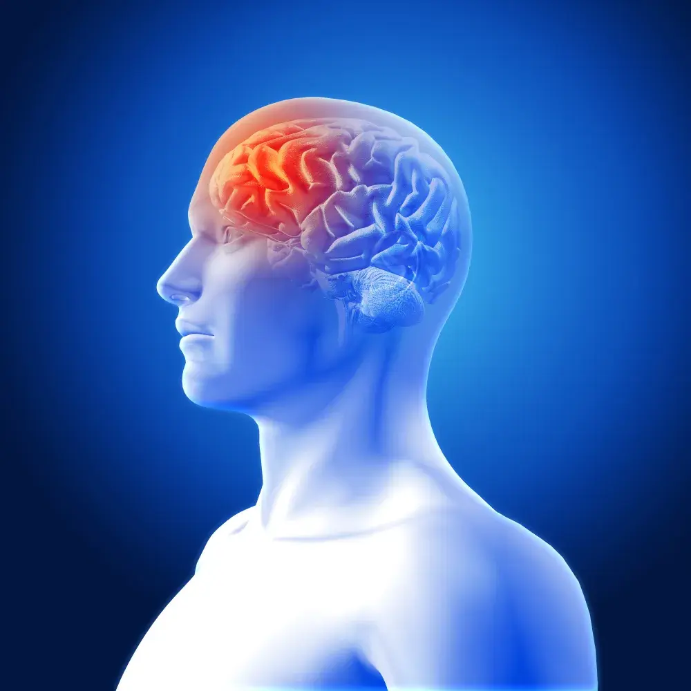 Neurological anatomical view